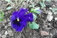 f88687d3-Picture 018.jpg
